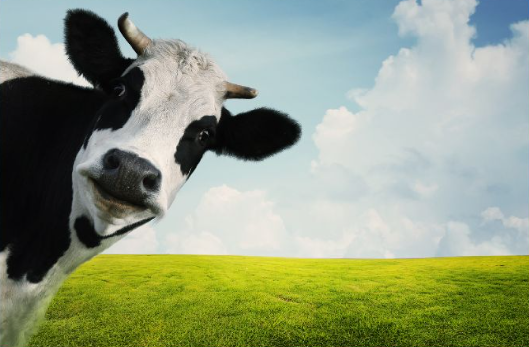 Image: Sixth form student suspended for replacing bell sounds with cow moos